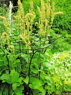 Essex Plant Supports -Garden Outfitters Store 37423 200 tif