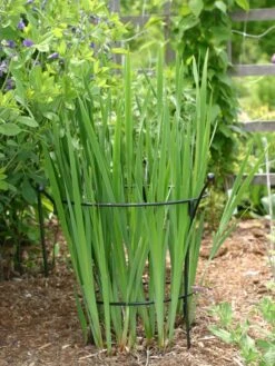 Essex Plant Supports -Garden Outfitters Store 38430 7627 tif