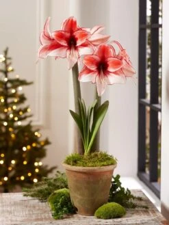Premium Amaryllis Bulb 14 Premium Amaryllis Bulb -Garden Outfitters Store 39 733 Charisma 2021 08 tif