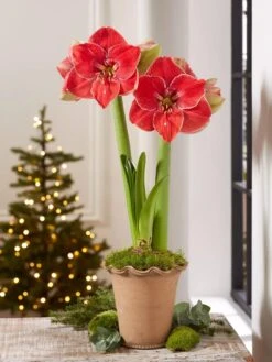 Premium Amaryllis Bulb 10 Premium Amaryllis Bulb -Garden Outfitters Store 39 733 MagicalTouch 2021 10 tif