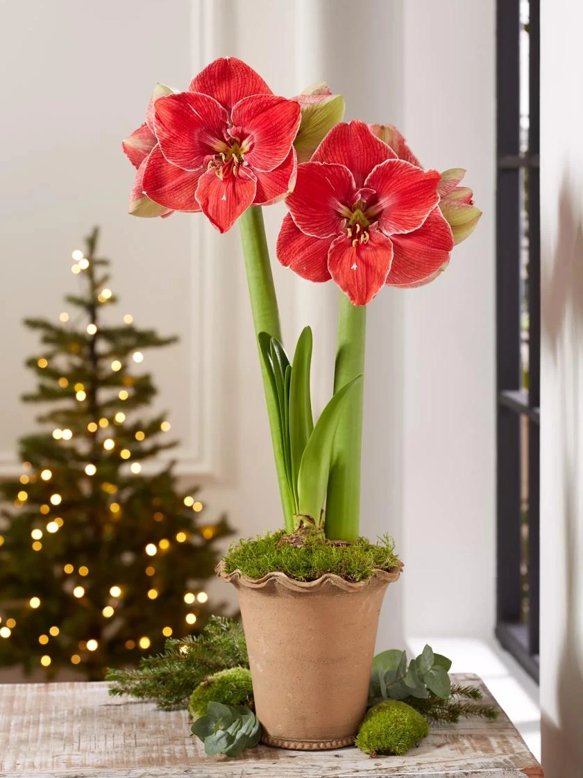 Premium Amaryllis Bulb 3 Premium Amaryllis Bulb - Image 3