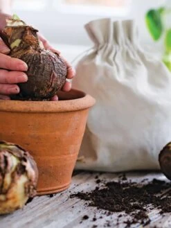 Premium Amaryllis Bulb 15 Premium Amaryllis Bulb -Garden Outfitters Store 39 733 bagged 2020 05000 tif