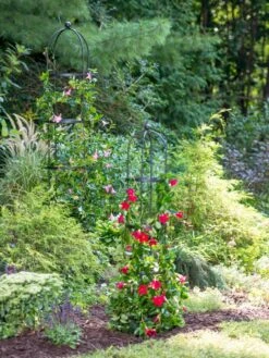 Essex Round Trellises 9 Essex Round Trellises -Garden Outfitters Store 39545 2286 tif