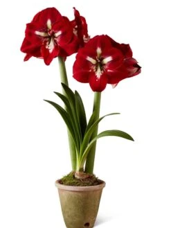 Premium Amaryllis Bulb 12 Premium Amaryllis Bulb -Garden Outfitters Store 39733 2020 2002 silo tif