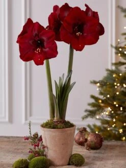 Premium Amaryllis Bulb 13 Premium Amaryllis Bulb -Garden Outfitters Store 39733 2020 2004 tif