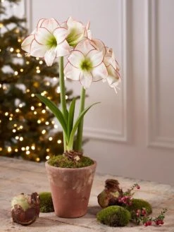 Premium Amaryllis Bulb 11 Premium Amaryllis Bulb -Garden Outfitters Store 39733 2020 2006 tif