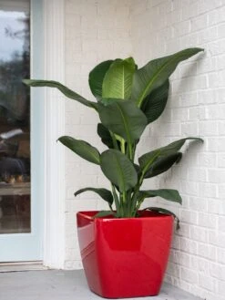 Viva Square Self-Watering Rolling Planter, 20" Diameter, Set Of 2 16 Viva Square Self-Watering Rolling Planter, 20" Diameter, Set Of 2 -Garden Outfitters Store 3 4 crop 8612930 0032 tif