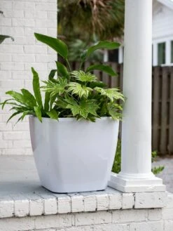 Viva Square Self-Watering Rolling Planter, 20" Diameter, Set Of 2 17 Viva Square Self-Watering Rolling Planter, 20" Diameter, Set Of 2 -Garden Outfitters Store 3 4 crop 8612930 0033 tif