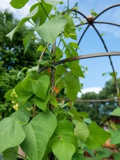 Jardin Tower -Garden Outfitters Store 3 4 crop 8612997 0058