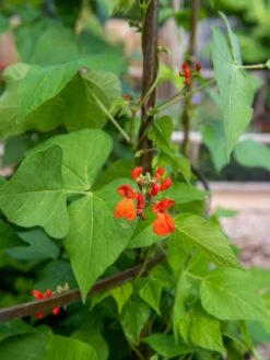 Jardin Tower -Garden Outfitters Store 3 4 crop 8612997 0059