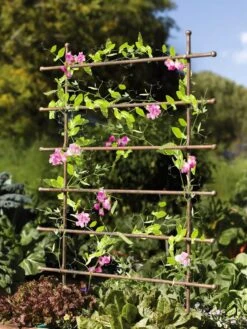 Jardin Ladder Trellis -Garden Outfitters Store 8587107 083 tif