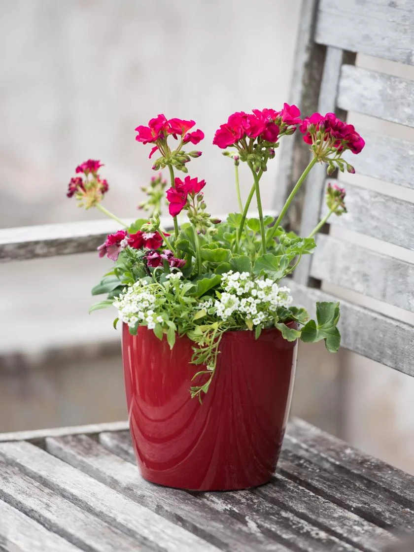 Viva Round Self-Watering Planter, 7" Diameter 2 Viva Round Self-Watering Planter, 7" Diameter - Image 2