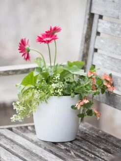 Viva Round Self-Watering Planter, 7" Diameter 8 Viva Round Self-Watering Planter, 7" Diameter -Garden Outfitters Store 8595222 1139 tif