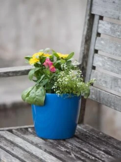 Viva Round Self-Watering Planter, 7" Diameter 7 Viva Round Self-Watering Planter, 7" Diameter -Garden Outfitters Store 8595222 1143 tif