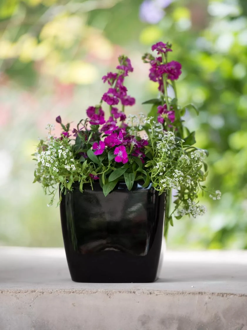 Viva Square Self-Watering Planter, 7" Diameter 6 Viva Square Self-Watering Planter, 7" Diameter - Image 6