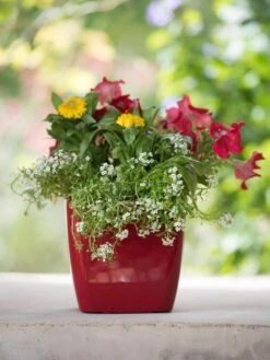 Viva Square Self-Watering Planter, 7" Diameter 10 Viva Square Self-Watering Planter, 7" Diameter -Garden Outfitters Store 8595223 1111 tif