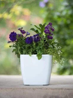 Viva Square Self-Watering Planter, 7" Diameter 9 Viva Square Self-Watering Planter, 7" Diameter -Garden Outfitters Store 8595223 1118 tif