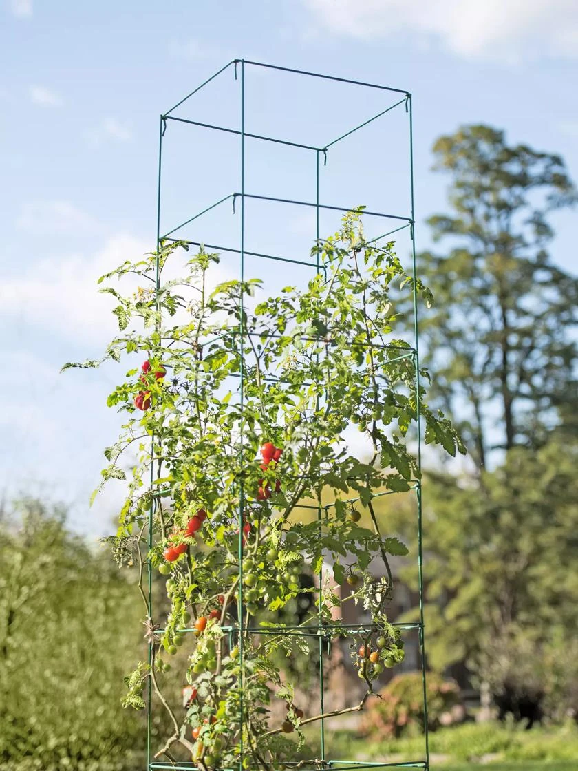 Mammoth Tomato Towers, Set Of 2 1 Mammoth Tomato Towers, Set Of 2
