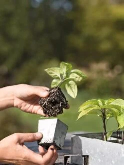 Galvanized Seed Starting Tray 7 Galvanized Seed Starting Tray -Garden Outfitters Store 8595893 4378 tif