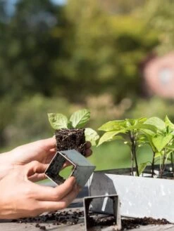 Galvanized Seed Starting Tray 6 Galvanized Seed Starting Tray -Garden Outfitters Store 8595893 4382 tif