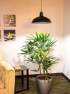 Barnyard Pendant LED Grow Light 5 Barnyard Pendant LED Grow Light -Garden Outfitters Store 8598025 0256