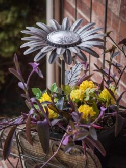 Desert Steel Daisy Solar Light 7 Desert Steel Daisy Solar Light -Garden Outfitters Store 8599556 01V tif