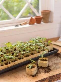 Paper Pots, 50 Cell -Garden Outfitters Store 8599830 0502 paper pots 50 cell tif