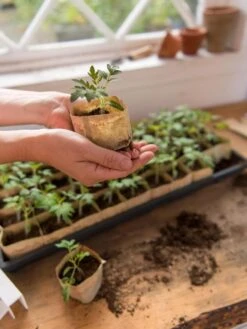 Paper Pots, 50 Cell -Garden Outfitters Store 8599830 0507 tif