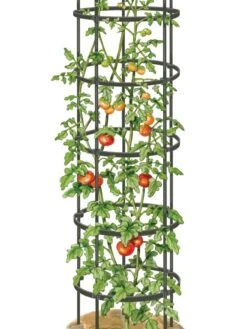 Titan Tall Tomato Cages, Set Of 3 9 Titan Tall Tomato Cages, Set Of 3 -Garden Outfitters Store 8599860 0002 art tif