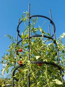 Titan Tall Tomato Cages, Set Of 3 8 Titan Tall Tomato Cages, Set Of 3 -Garden Outfitters Store 8599860 0066 tif