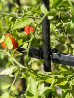 Titan Tomato Cages, Set Of 3 -Garden Outfitters Store 8599861 0079 tif