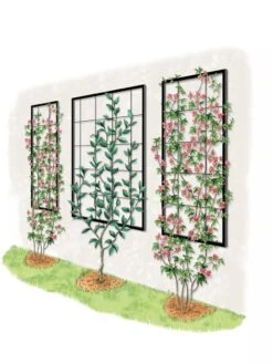 Exeter Wall Trellis 11 Exeter Wall Trellis -Garden Outfitters Store 8600049 50 0001 art tif