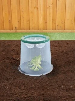 Sunny Forcing Cloches, Set Of 3 11 Sunny Forcing Cloches, Set Of 3 -Garden Outfitters Store 8600075 02V tif