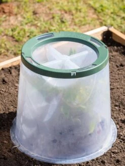 Sunny Forcing Cloches, Set Of 3 10 Sunny Forcing Cloches, Set Of 3 -Garden Outfitters Store 8600075 0734 tif