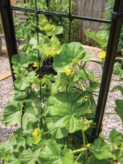 Gardener’s Victory Self-Watering Planter With Vine Trellis 20 Gardener’s Victory Self-Watering Planter With Vine Trellis -Garden Outfitters Store 8600176 6853