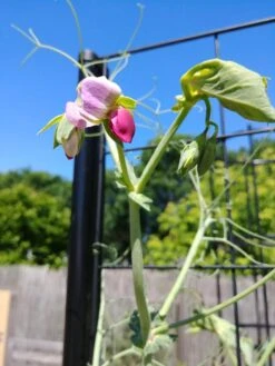 Gardener’s Victory Self-Watering Planter With Vine Trellis 21 Gardener’s Victory Self-Watering Planter With Vine Trellis -Garden Outfitters Store 8600177 6588 tif