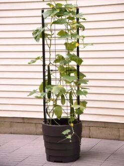 Gardener’s Victory Self-Watering Planter With Vine Trellis 18 Gardener’s Victory Self-Watering Planter With Vine Trellis -Garden Outfitters Store 8600177 9876 tif