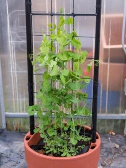 Gardener’s Victory Self-Watering Planter With Vine Trellis 16 Gardener’s Victory Self-Watering Planter With Vine Trellis -Garden Outfitters Store 8600178 5000 tif