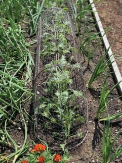 Chicken Wire Row Cloche Expandable Extra Large 3N1 10 Chicken Wire Row Cloche Expandable Extra Large 3N1 -Garden Outfitters Store 8609412 5903 tif