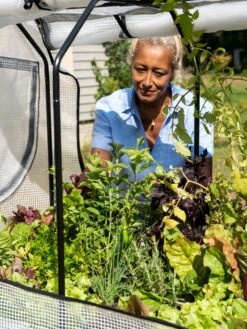 VegTrug®Patio Garden Greenhouse Cover Kit 11 VegTrug®Patio Garden Greenhouse Cover Kit -Garden Outfitters Store 8610172 1256