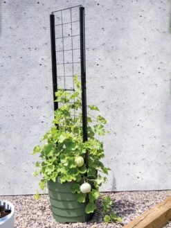 Gardener’s Victory Self-Watering Planter With Vine Trellis 13 Gardener’s Victory Self-Watering Planter With Vine Trellis -Garden Outfitters Store 8610238 15487 tif