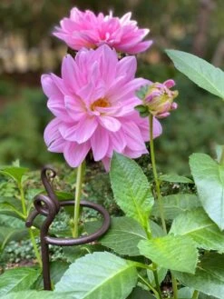 Arden Single Stem Supports, Set Of 2 7 Arden Single Stem Supports, Set Of 2 -Garden Outfitters Store 8610375 5703 tif