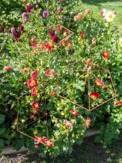 Parasol Plant Supports, Set Of 3 -Garden Outfitters Store 8611129 050 tif