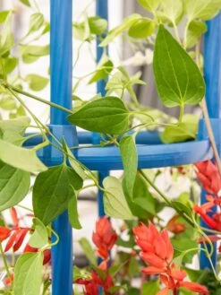 Fleur De Lis Obelisk, 67" 7 Fleur De Lis Obelisk, 67" -Garden Outfitters Store 8611663 0607 tif