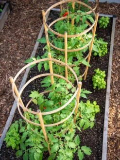 Bamboo Tomato Cages, Set Of 3 11 Bamboo Tomato Cages, Set Of 3 -Garden Outfitters Store 8613426 6916