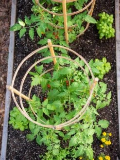 Bamboo Tomato Cages, Set Of 3 12 Bamboo Tomato Cages, Set Of 3 -Garden Outfitters Store 8613426 6921