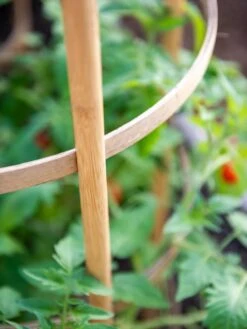 Bamboo Tomato Cages, Set Of 3 14 Bamboo Tomato Cages, Set Of 3 -Garden Outfitters Store 8613426 6924