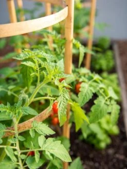 Bamboo Tomato Cages, Set Of 3 13 Bamboo Tomato Cages, Set Of 3 -Garden Outfitters Store 8613426 6934