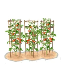 Bamboo Tomato Cages, Set Of 3 16 Bamboo Tomato Cages, Set Of 3 -Garden Outfitters Store 8613426 art