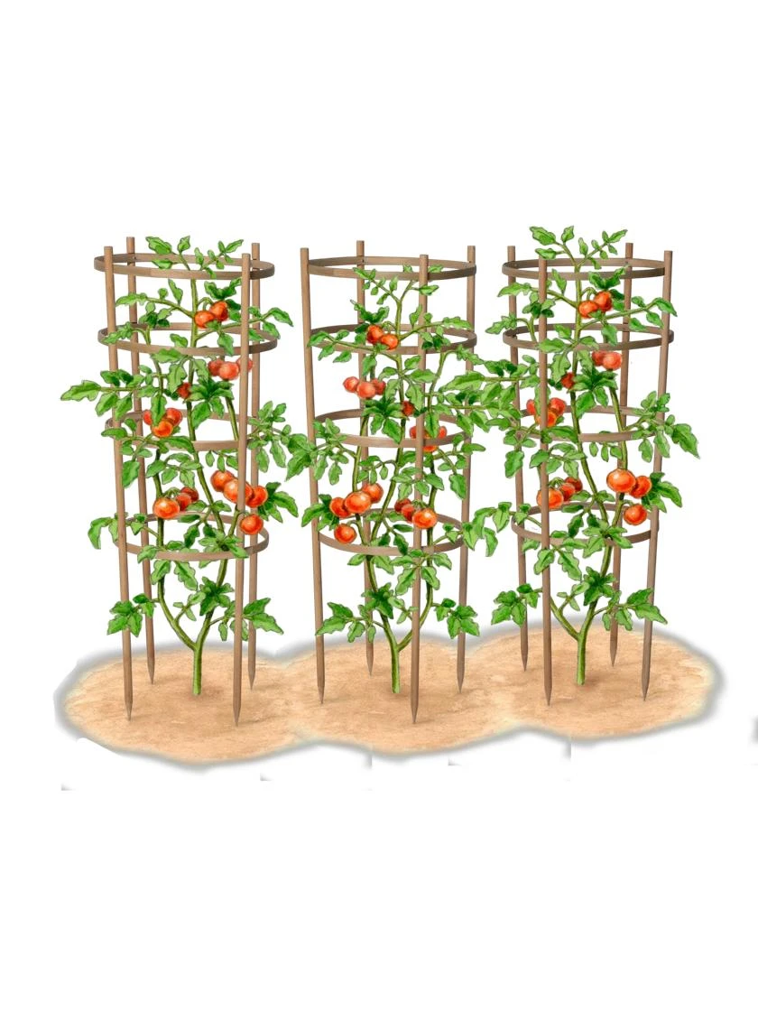 Bamboo Tomato Cages, Set Of 3 8 Bamboo Tomato Cages, Set Of 3 - Image 8